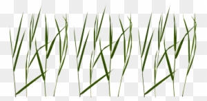 Free Png Download Grass Blade Texture Png Images Background - Grass Blade Texture Png
