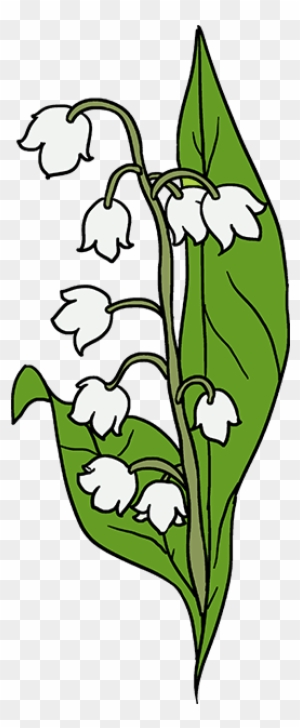 680 X 678 2 - Lily Of The Valley Drawing Simple - Free Transparent PNG  Clipart Images Download