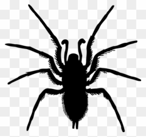 Animal, Arachnid, Arthropod, Silhouette - Spider Drawing Transparent