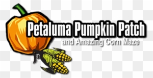 Petaluma Pumpkin Patch And Amazing Corn Maze 707 778 - Petaluma Pumpkin Patch 2017
