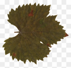 Grape Leaf Clip Art Transparent - Maple Leaf