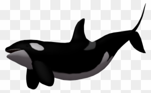 Killer Whale Clipart Baby - Killer Whale Transparent Background