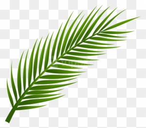 Free Png Download Palm Tree Leaf Clipart Png Photo - Hoja De Palmera Dibujo  - Free Transparent PNG Clipart Images Download