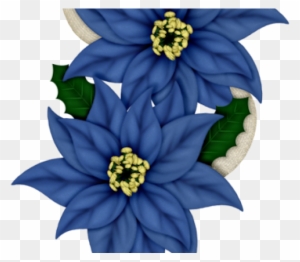Flores Nochebuenas Navideñas Flores De Navidad Poinsettias - Flor De Navidad Png - Free Transparent PNG Clipart Images Download Flores Nochebuenas Navideñas Flores De Navidad Poinsettias - Flor De Navidad Png - Free Transparent PNG Clipart Images Download