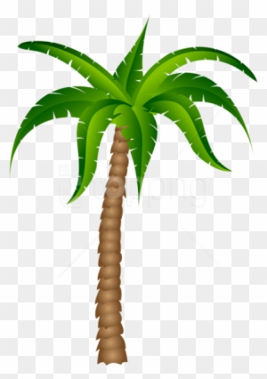 Free Png Download Palm Tree Transparent Picture Png - Palm Tree With No Background