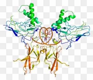 Nf Kb Protein Structure