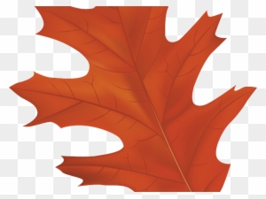 Autumn Leaves Clipart Tree - Red Oak Tree Leaf Clipart