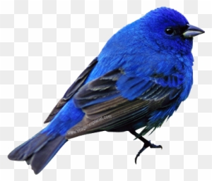 pics Pajaros Png Fondo Transparente free transparent png clipart images