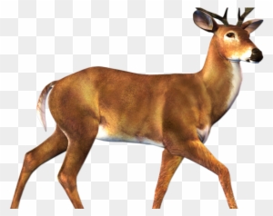 Buck Clipart Transparent - Deer Animal Clipart