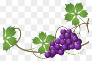 Vineyard Clipart Grape Cluster - Grape Vines Png