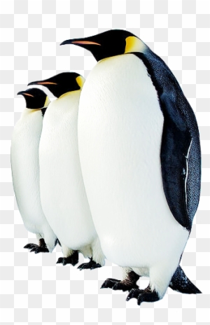 Collection Clipart Png Penguin Image - Animals Found In Polar Regions