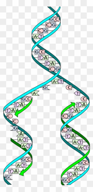 Dna Replication Split - Dna Replication - Free Transparent PNG Clipart ...
