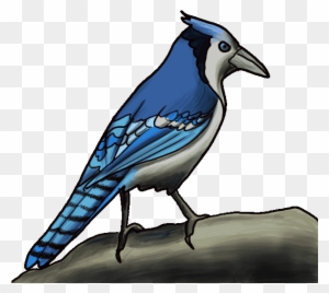 Jay Clipart Realistic Bird Easy Blue Jay Drawing Free Transparent Png Clipart Images Download