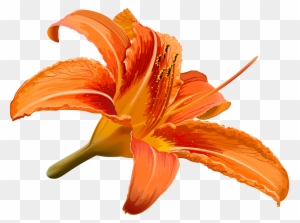 Vector Library Stock Flower Hibiscus Transprent Png - Lily Flower And Hibiscus