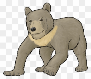 Bear Cub Drawings - Grizzly Bear