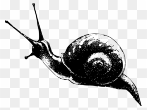 Snail Clipart Slug - Obvious Code Comments