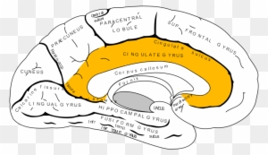 Gray727 Cingulate Gyrus - Emotional Center Of Your Brain
