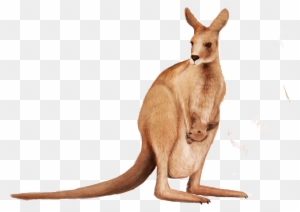 Clip Art Wallaby Animal Transprent Png - Kangaroo With Transparent Background