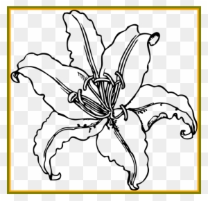 Lily Drawing Outline Lily - Outline Of A Lily - Free Transparent PNG ...