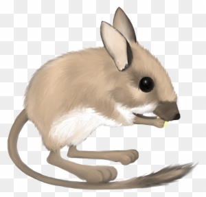Kangaroo Rat Clipart - Desert Kangaroo Rat Clipart