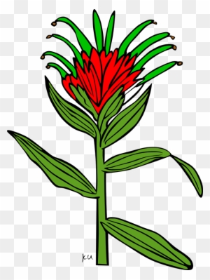 Open Clip Art - Indian Paintbrush Flower Coloring Page