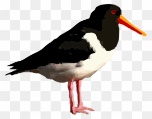 Standing Bird Png