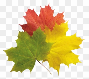 Autumn Png Leaves Pictures Png Images - Portable Network Graphics