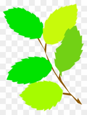 Branch With 5 Leaves Clipart