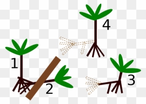 Socratea Exorrhiza Diagram - Walking Trees Time Lapse