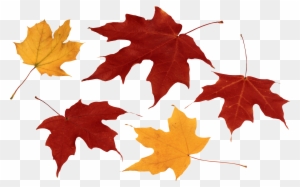 Autumn Png Leaf - Autumn Leaves Png