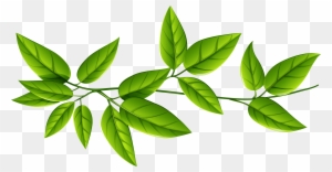 Green Leaves Png Imageu200b Gallery Yopriceville - Green Leaves Transparent Background