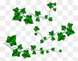 Ivy Leaf Aka Transparent - Free Transparent PNG Clipart Images Download