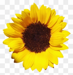 Free Download Of Sunflower Icon Clipart - Sunflower Png