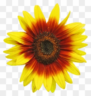 Free Sunflower Clipart Image 2 Clip Art - Sunflower Vector
