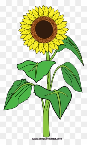 Sunflower Clip Art Free Clipart Images 2 Clipartbold - Clipart Sunflower