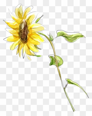 Common Sunflower Cartoon Illustration - Flower