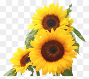 Best 25 Sunflower Clipart Ideas On Mzayat - Proverbs 3 5 6 Niv