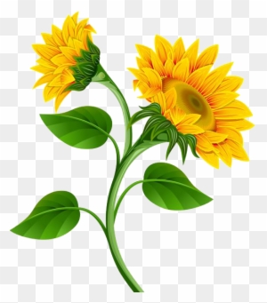 Free Free 103 Transparent Background Stem Sunflower Clipart SVG PNG EPS DXF File