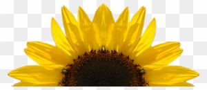 Download Sunflower Free Sunflower Clipart Half Pencil And In - Key ...