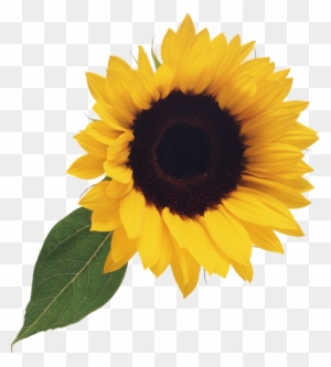 Free Free 103 Transparent Background Stem Sunflower Clipart SVG PNG EPS DXF File