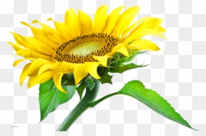 Sun Flower Png Hd