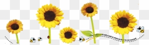 Sunflower Flower Free Png Transparent Images Free Download - Sunflower
