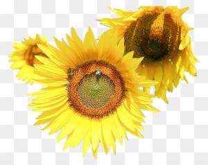 Sunflower Flower Free Png Transparent Images Free Download - Sunflower And Bee Transparent