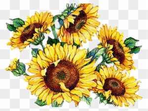 Vintage Sunflower Cliparts - Have A Nice Weekend