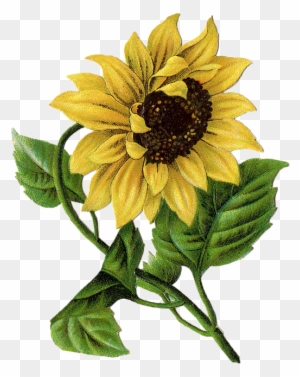 Free Free 311 Vintage Sunflower Svg SVG PNG EPS DXF File