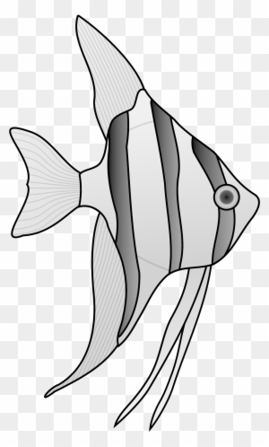 Angel Fish Cliparts Clip Art Library - Salt Water Fish Drawing