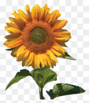Sunflower Flower Free Png Transparent Images Free Download - Skyscraper Giant Sunflower 50+ Seeds