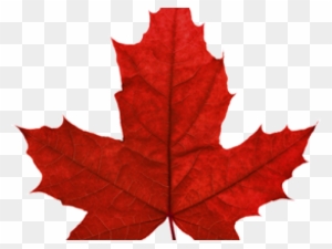 Canada Maple Leaf Png Transparent Images - Sugar Maple Leaf