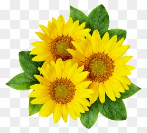 Common Sunflower Cartoon Sunflower Seed - Sun Flowers Png Logo