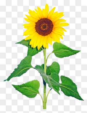 R - Sun Flower Images Png